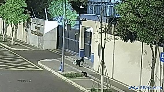 民警办完盗窃案发现我方外卖被偷 竟是母狗所为